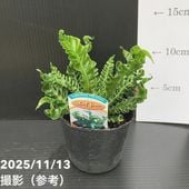 激レア！現品お届け】マクロザミア マクドンネリー Macrozamia