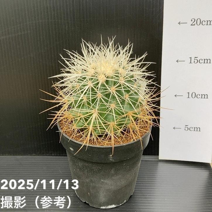 サボテン 金鯱 エキノカクタス 限定値下げ 期間限定10％OFF！】エキノカクタス 白刺金鯱 4号 レア品種｜観葉10-TU