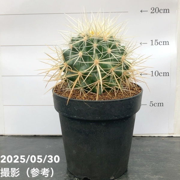 エキノカクタス 白刺金鯱 4号 レア品種｜観葉10-TU | 観葉・多肉