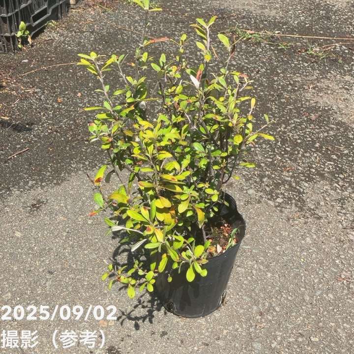 コロキア フロステッドチョコレート 5号｜花木04-PA