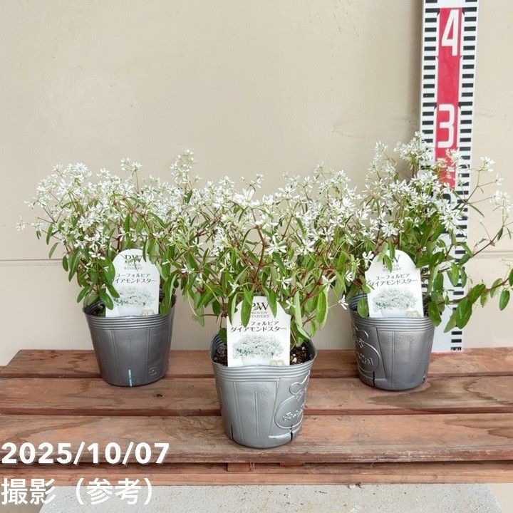 観葉・多肉,ユーフォルビアの購入なら赤塚植物園オンライン 花の