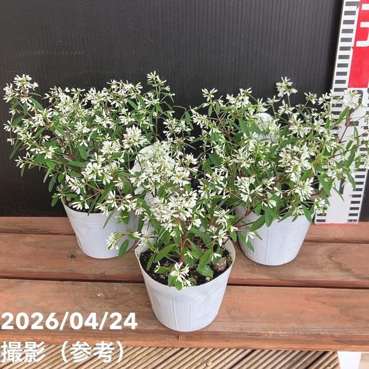 観葉・多肉,ユーフォルビアの購入なら赤塚植物園オンライン 花の音