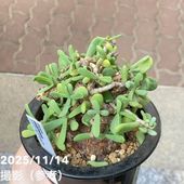 現品お届け】アリ植物 ミルメフィツム Myrmephytum longissimum（nomen