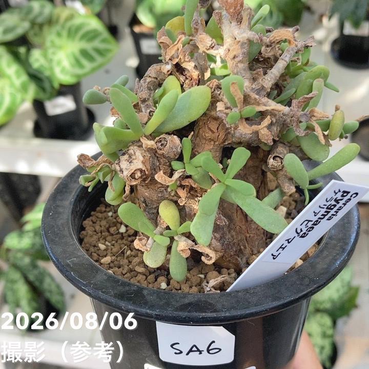 現品お届け】ケラリア ピグマエア Ceraria pygmaea 3.5号（SA6）｜観葉
