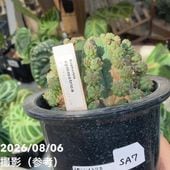 お買い得！現品お届け】モンステラ タイコンステレーション Monstera