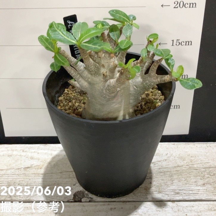 【現品お届け】アデニウム アラビクム ドワーフグリーン 5号（SA8）｜観葉04-PA