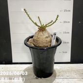 現品お届け】ユーフォルビア シンメトリカ Euphorbia Symmetrica