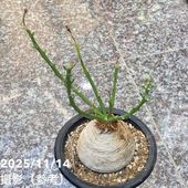 ト*シ様 ユーフォルビア トリカデニアEuphorbiatrichadenia 現品お届け】ユーフォルビア トリカデニア Euphorbia trichadenia 5号