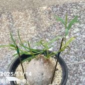 現品お届け】アンスリウム ラグジュリアンス ブラック Anthurium