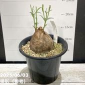 ゆ ユーフォルビア シンメトリカ Euphorbia 美株 レア ユーフォルビア シンメトリカ Euphorbia symmetrica | mana's fa