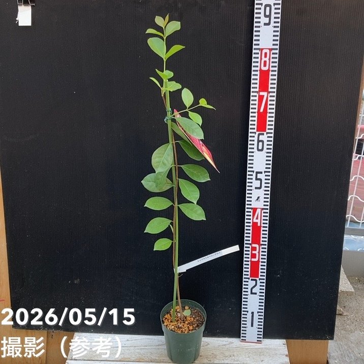 レッドストロベリーグァバ 4号｜果樹04-PA | 果樹 | 赤塚植物園