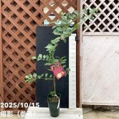 マンゴーの木 紅キーツ 5.5号｜果樹04-PA | 果樹 | 赤塚植物園