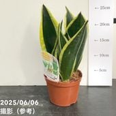 サンスベリア 3号 チャニン Chanin（子株）生産鉢仕様｜観葉02-D2