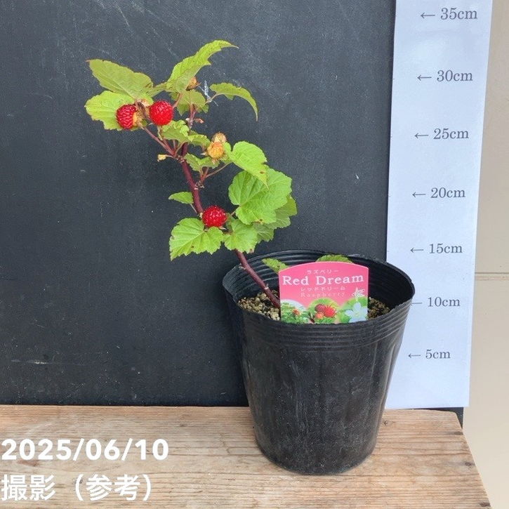 ウルトララズベリー 超大王（レッドドリーム）5号｜果樹04-PA