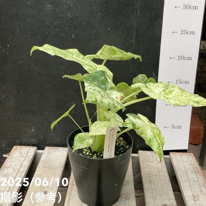 アロカシア オドラ バリエゲイテッド バティック 4号｜観葉04-PA