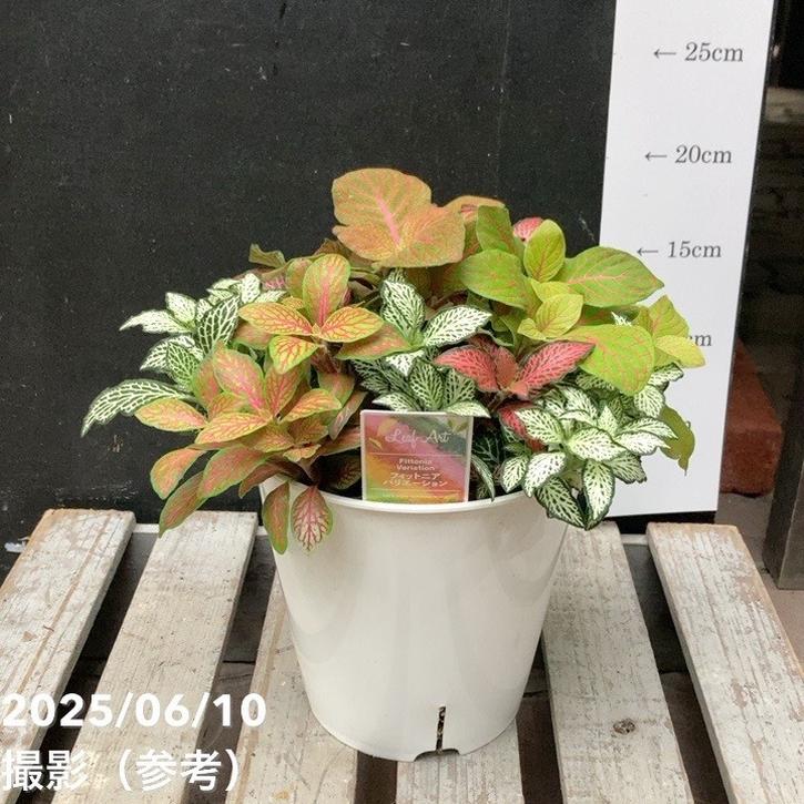 フィットニア バリエーション 5号｜観葉04-PA