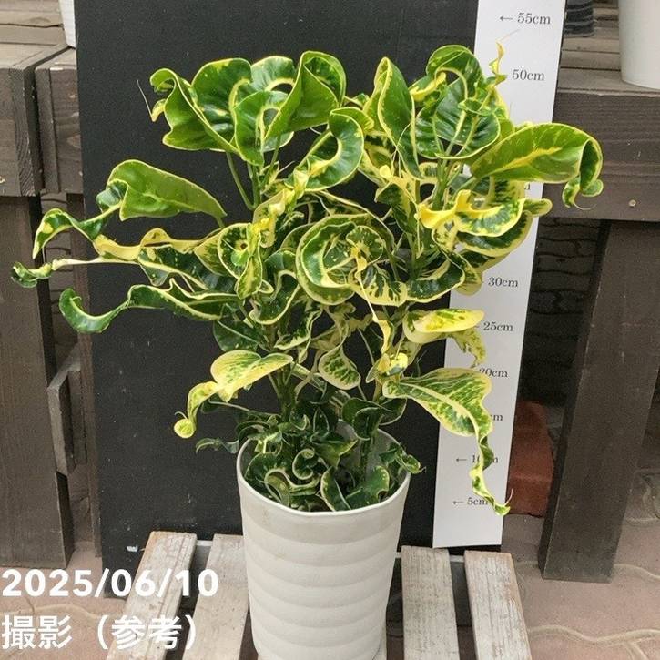 クロトン カール 6号 PVP｜観葉04-PA