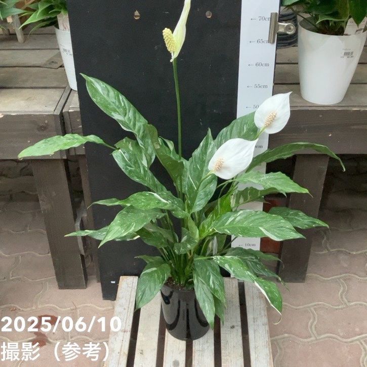 スパティフィラム ドミノ 5号｜観葉04-PA