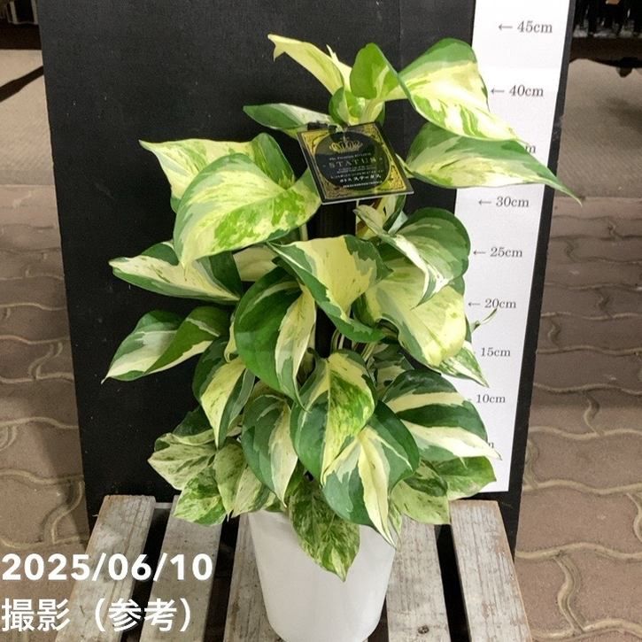 モカポトスページ モカポトスページ モカポトスページ Happy Trailing things Thursday