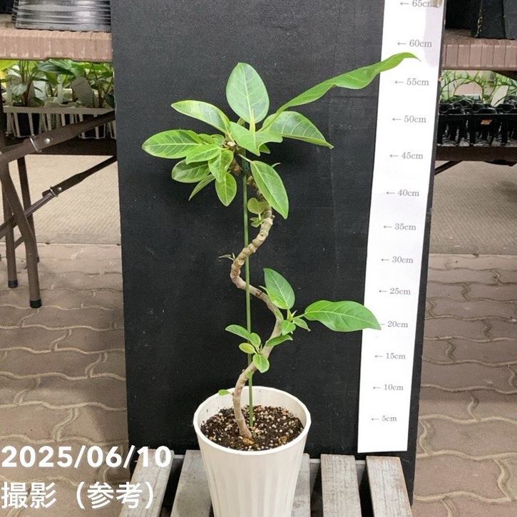 フィカス アルテシマ 5号｜観葉04-PA