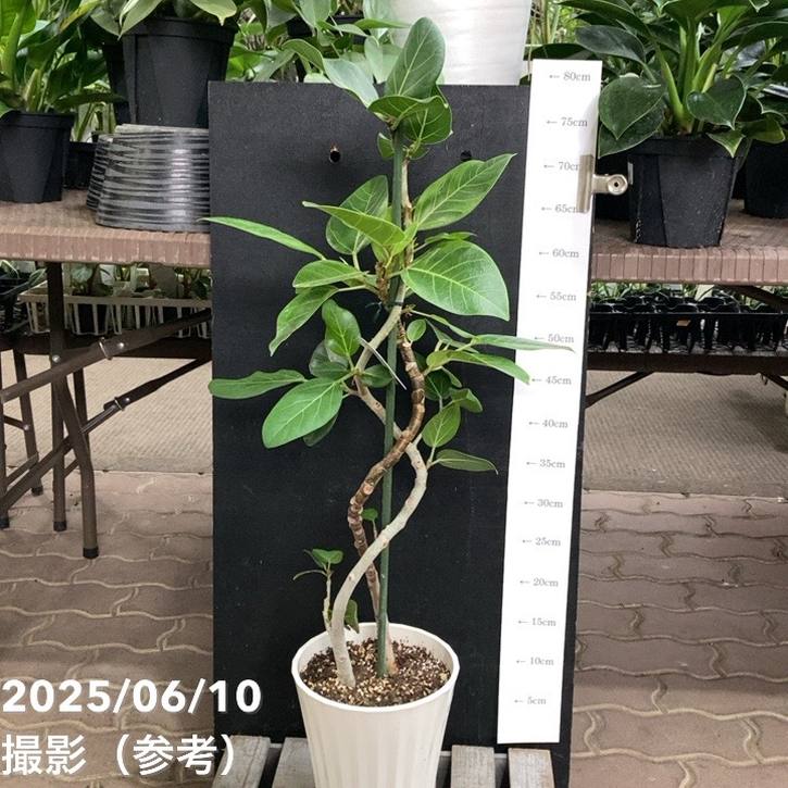 フィカス アルテシマ 6号｜観葉04-PA