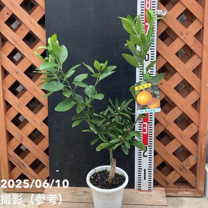 ＜実付き＞みかん 宮川早生 みやがわわせ 5号｜柑橘｜果樹04-PA