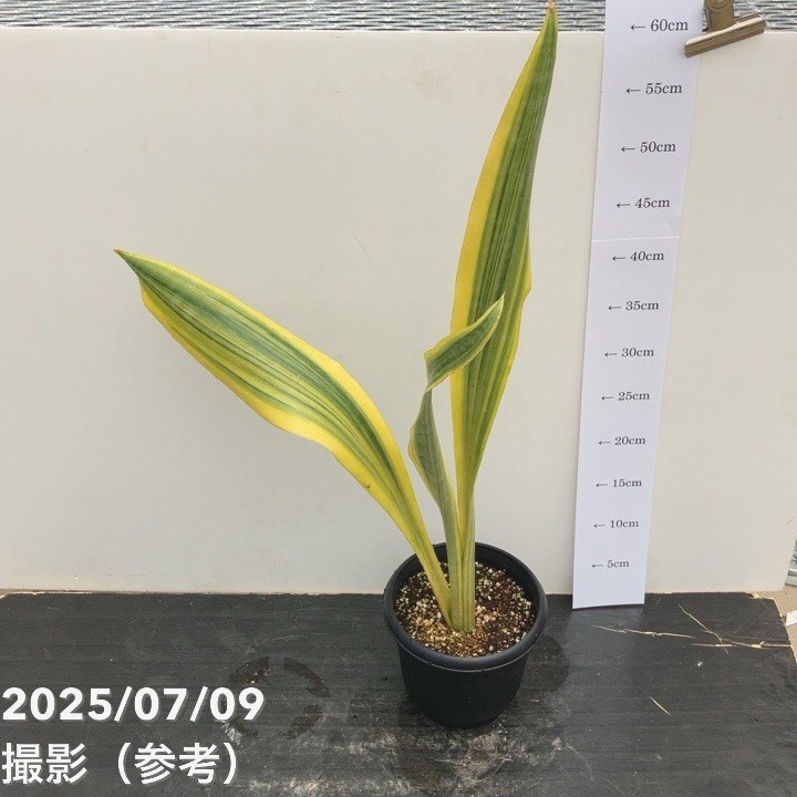 【限定2鉢】サンスベリア 5号 リンメーヤイ｜観葉02-D2