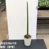 期間限定10％OFF！】サンスベリア 6号 スタッキー プラ鉢仕様｜s200