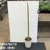 サンスベリア 6号 フィッシャー｜s200｜観葉02-D2 | 観葉・多肉