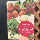 サワーチェリー 酸果桜桃 アーリーリッチモンド 4.5号｜果樹04-PA