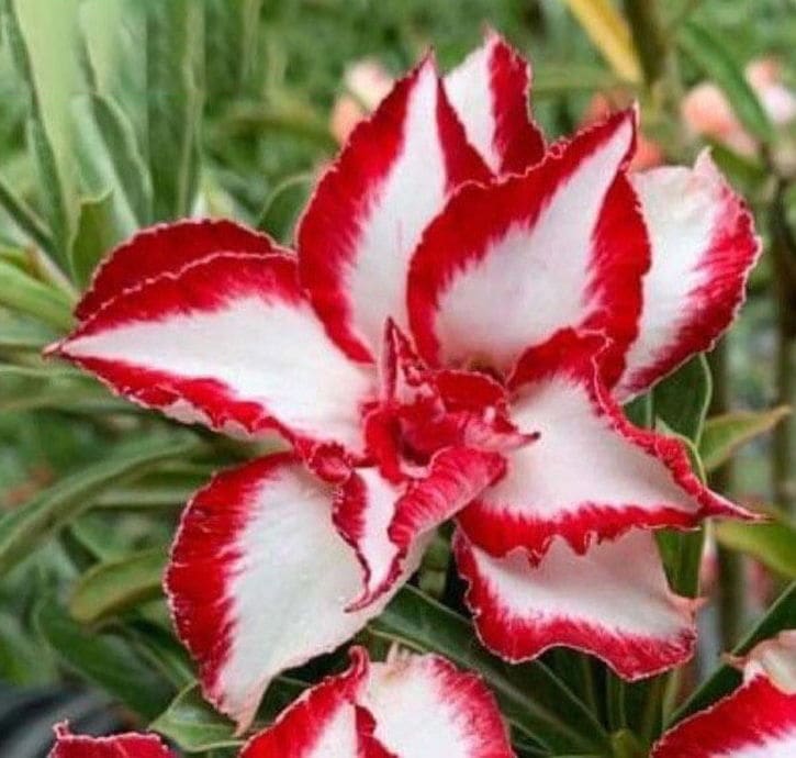 アデニウム オベスム 4号 Ferrari（2）｜観葉01-D1