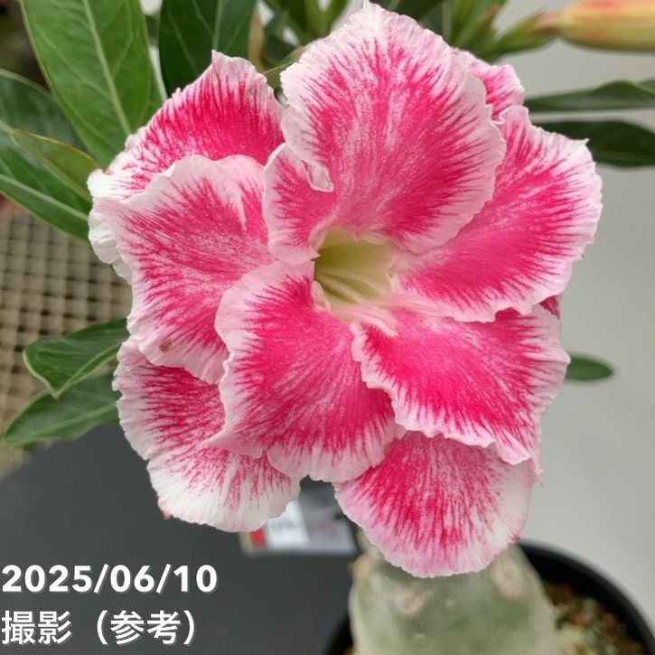 アデニウム オベスム 4号 Ji Phet(3)|観葉01-D1