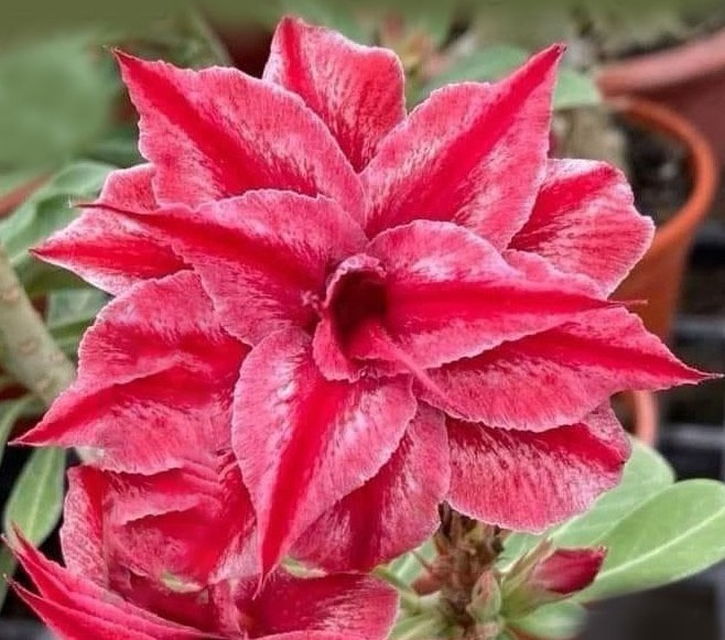 アデニウム オベスム 4号 Bloom(4)|観葉01-D1