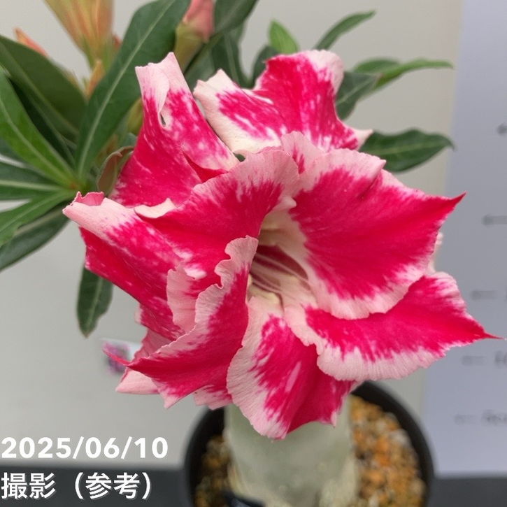 アデニウム オベスム 4号 Silver Rose（5）｜観葉01-D1