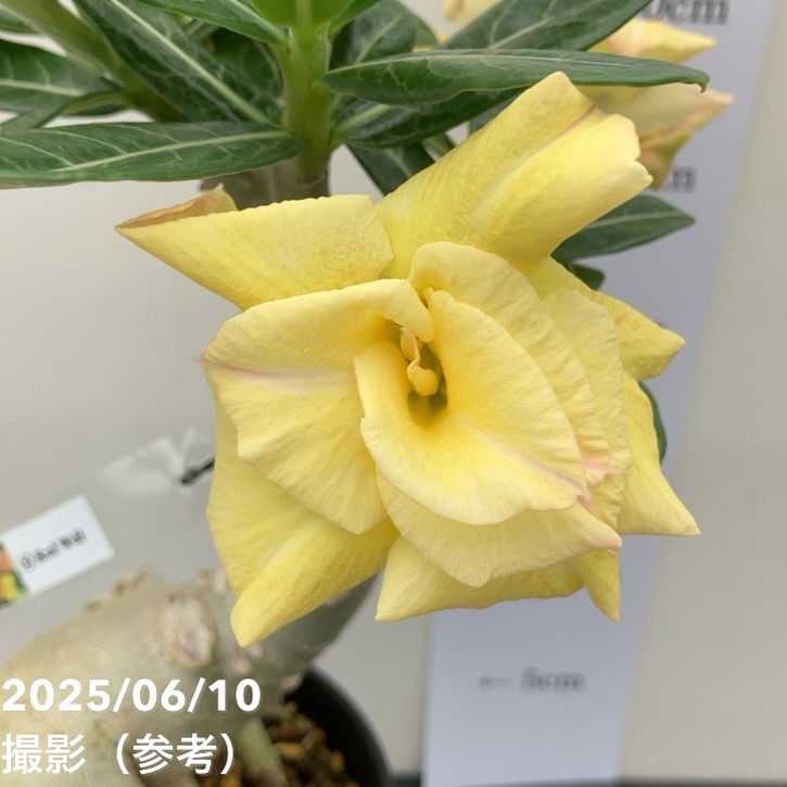 アデニウム オベスム 4号 Kul wdi（8）｜観葉01-D1