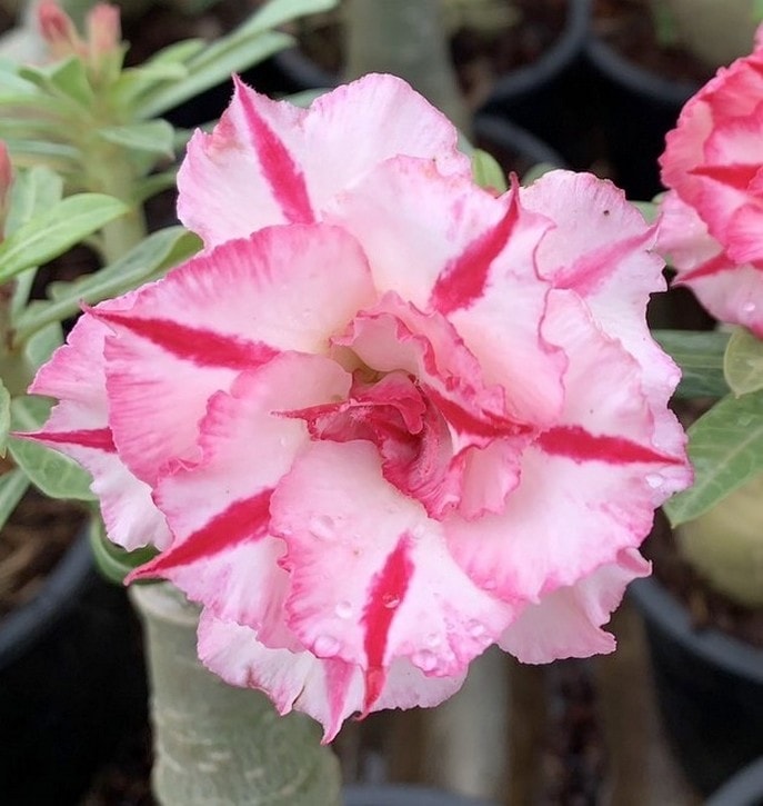 アデニウム オベスム 4号 Phet Ta Maew（9）｜観葉01-D1