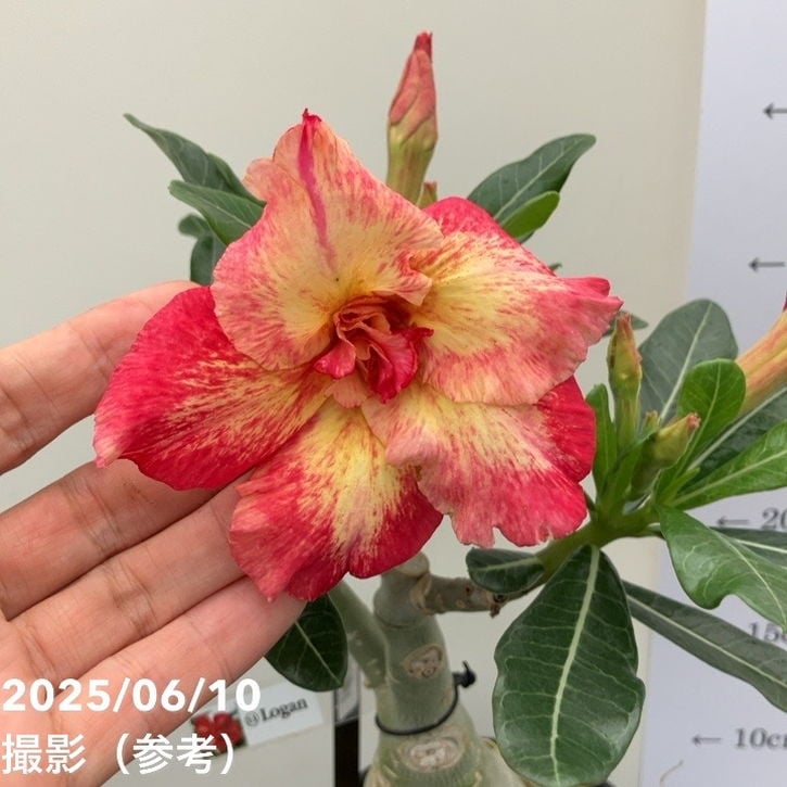 アデニウム オベスム 4号 Logan(11)|観葉01-D1