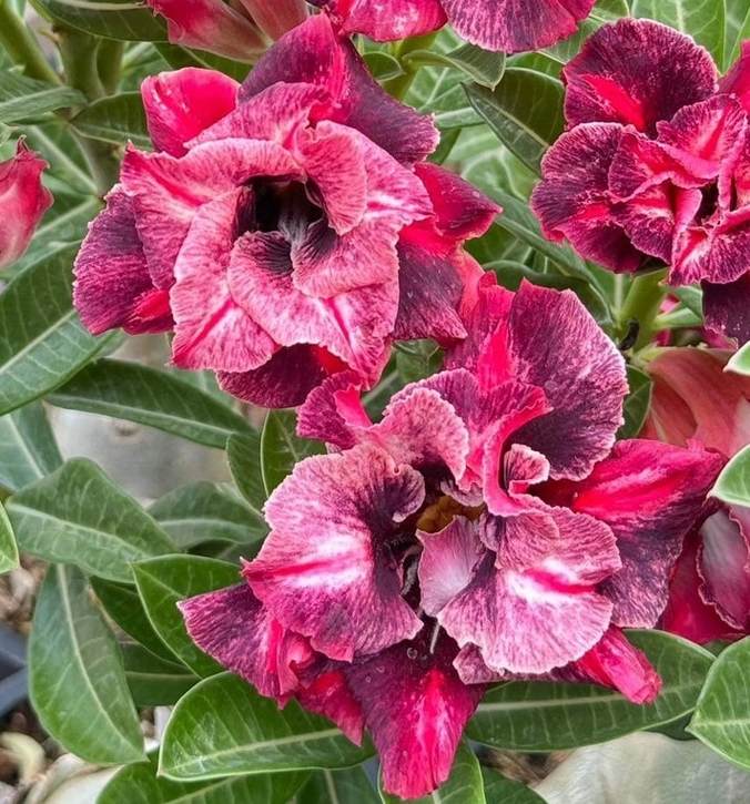 アデニウム オベスム 4号 KN185（12）｜観葉01-D1