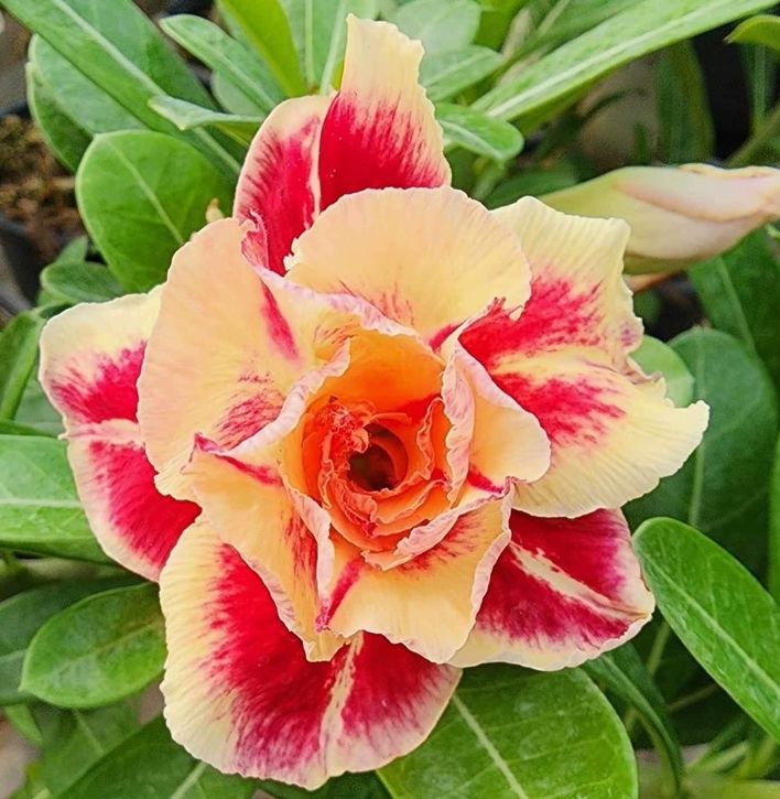 アデニウム オベスム 4号 Rich Overflowing（13）｜観葉01-D1