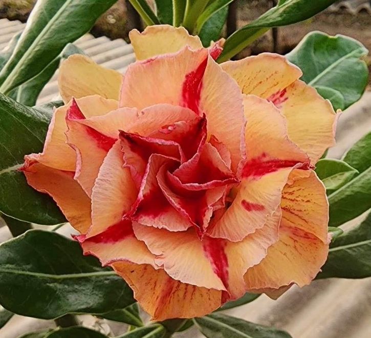 アデニウム オベスム 4号 KN177（14）｜観葉01-D1