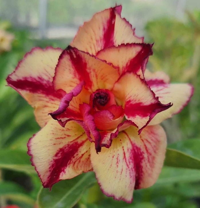 アデニウム オベスム 4号 KN090（15）｜観葉01-D1