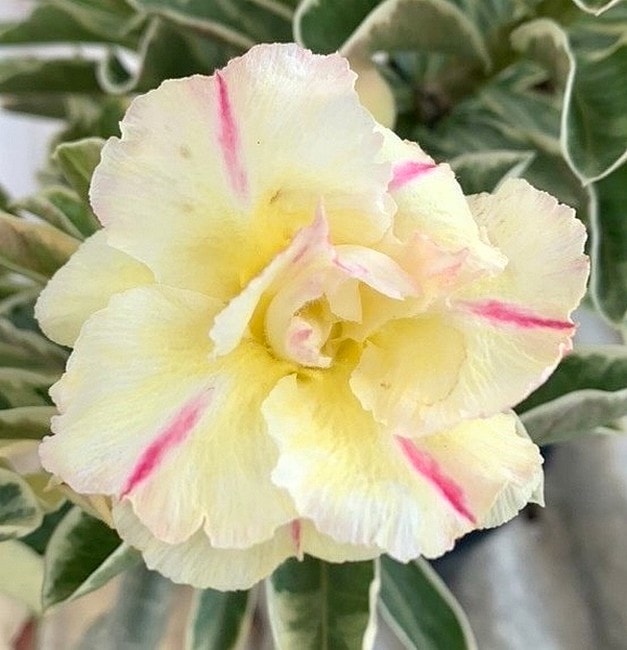 アデニウム オベスム 4号 Darn Jang Horn（16）｜観葉01-D1