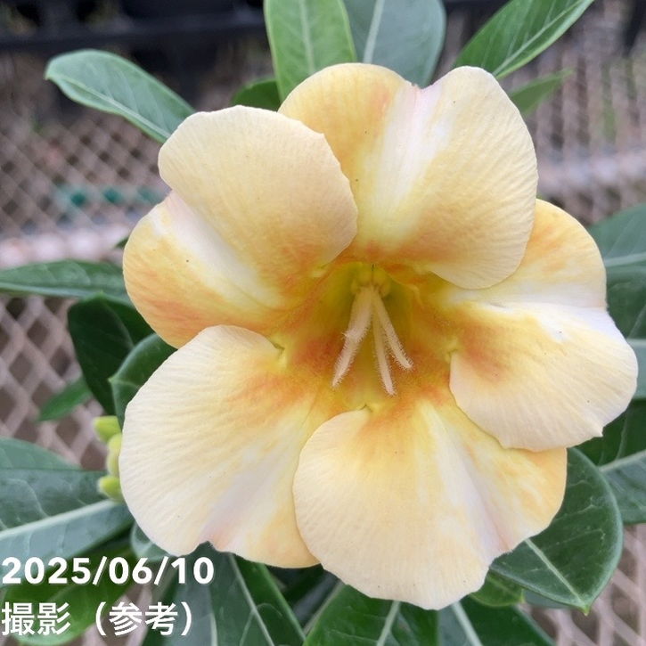 アデニウム オベスム 4号 Caramel(18)|観葉01-D1