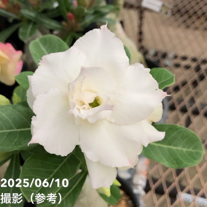 アデニウム オベスム 4号 White Prathum(19)|観葉01-D1