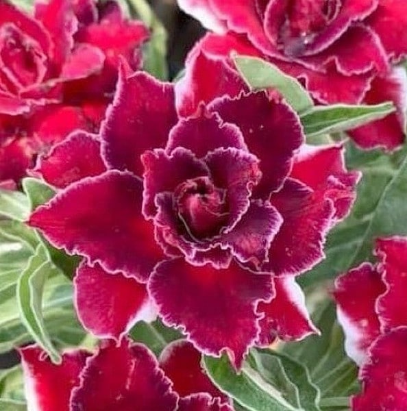 アデニウム オベスム 4号 Phechr Prathum（20）｜観葉01-D1