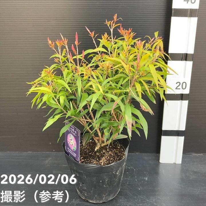 【数量限定】カリステモン グレートボール オブ ファイヤー 5号 ※お届けに10日程度かかる場合がございます。|花木10-TN