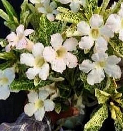 アデニウム オベスム 4号 Lip Sport（21）｜観葉01-D1