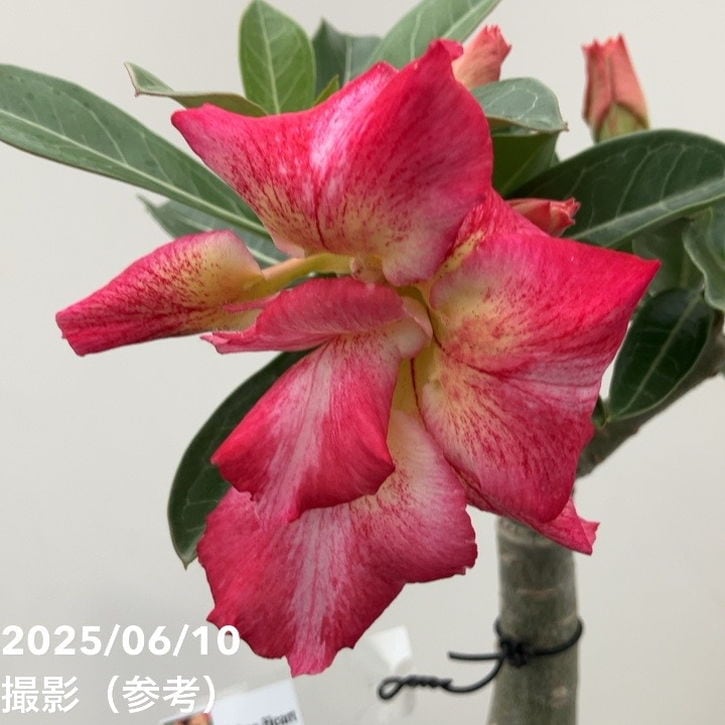 アデニウム オベスム 4号 One Heart（22）｜観葉01-D1