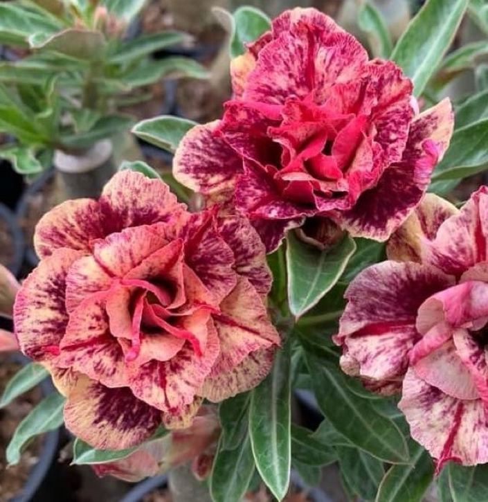 アデニウム オベスム 4号 Jaguar（24）｜観葉01-D1