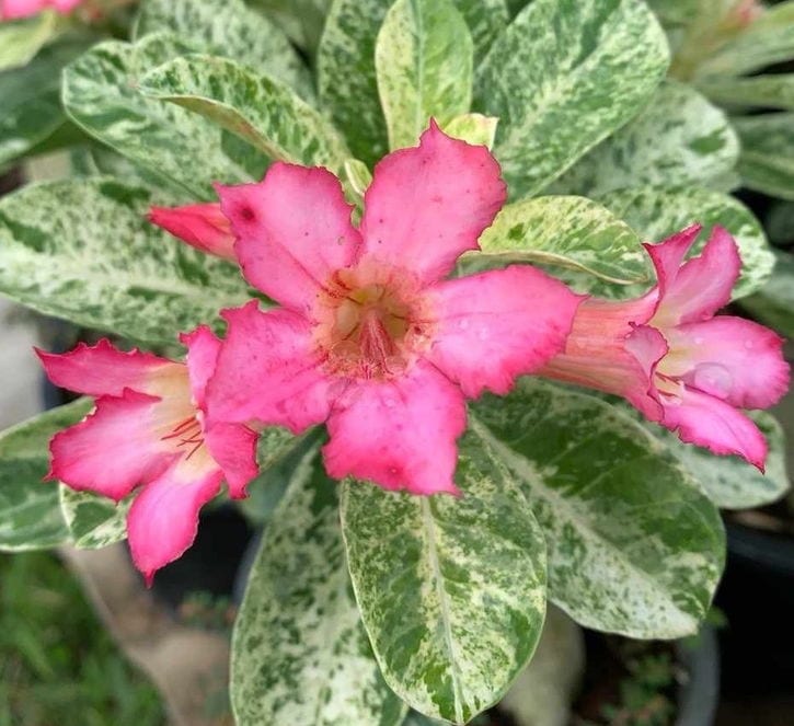 アデニウム オベスム 4号 Darn Rachanee Hin Orn（25）｜観葉01-D1